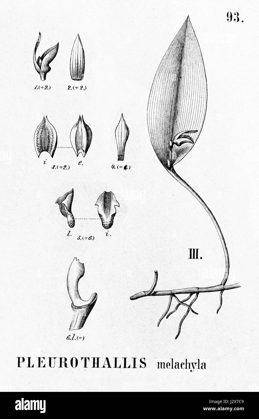 Diese botanische Illustration zeigt Acianthera melachila, früher als Pleurothallis melachila klassifiziert, eine Orchideenart aus Brasilien. Die Illustration hebt die markanten floralen Merkmale hervor. Stockfoto