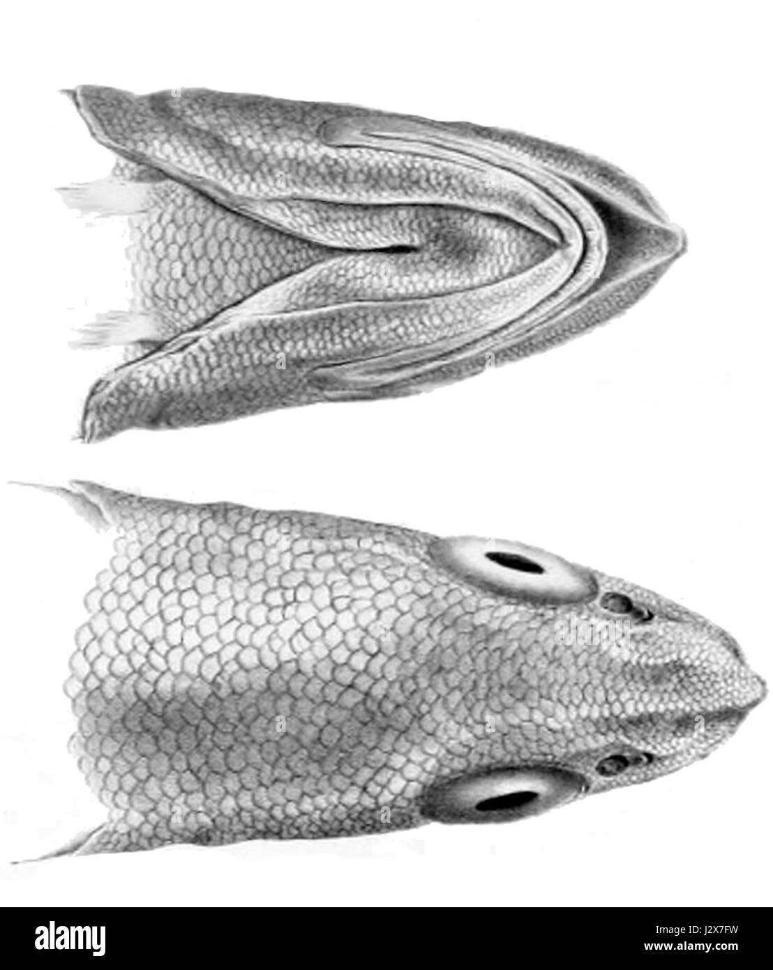 Antimora microlepis, auch bekannt als Rottschuh, ist eine Fischart, die in tiefen Gewässern des südlichen Atlantiks vorkommt. Diese Art ist bekannt für ihren langgestreckten Körper und ihre raue, stachelige Haut und kommt typischerweise in Tiefen von 200 bis 1.500 Metern vor. Stockfoto