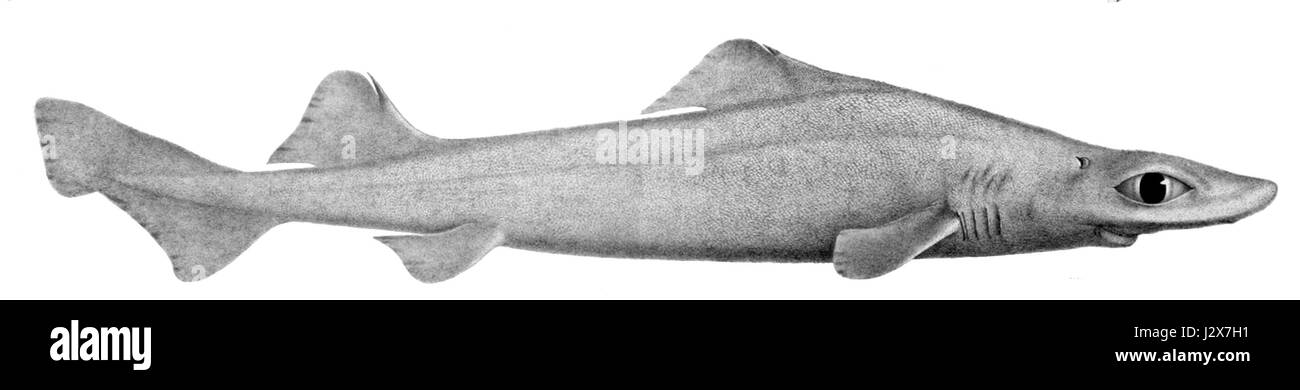 Centrophorus squamosus, auch bekannt als Rauhai oder Hahnenhai, ist eine Art von Tiefseehai, die im Atlantik vorkommt. Dieser Hai ist für seine raue Hautstruktur und sein nächtliches Verhalten bekannt und spielt eine Rolle in Meeresökosystemen als Raubtier kleinerer Fische und wirbelloser Tiere. Stockfoto