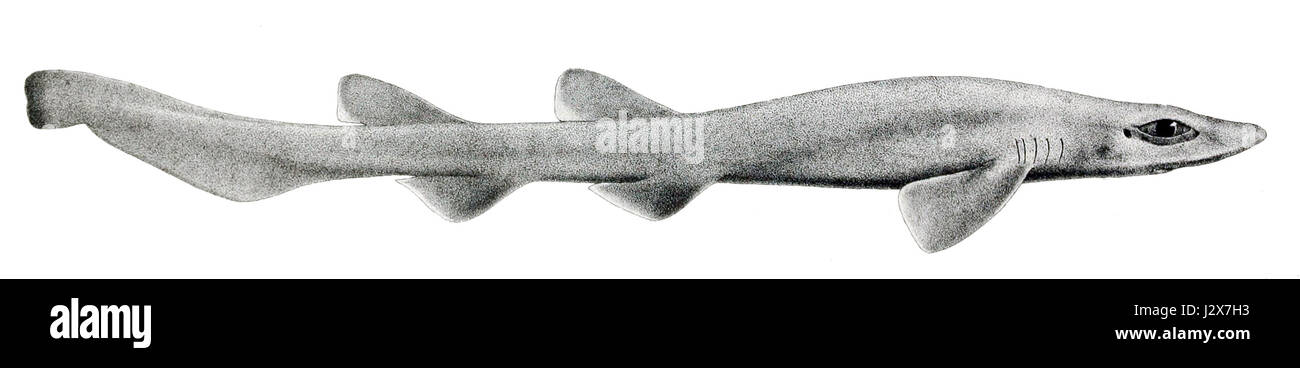 Bythaelurus canescens ist eine Haiart aus der Familie der Hemigaleidae. Er ist bekannt für seinen Lebensraum in tiefen Gewässern und findet sich in Regionen des Indischen und Pazifischen Ozeans. Stockfoto