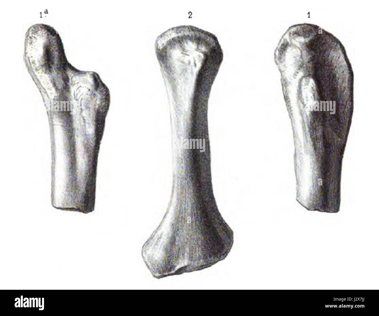 Der Actiosaurus ist eine Dinosauriergattung, die während der mesozoischen Ära lebte. Es ist bekannt für seine Besonderheiten, einschließlich seiner physischen Konstruktion und Anpassungen an seine Umgebung. Dieses Bild zeigt wahrscheinlich die prähistorische Kreatur in ihrem natürlichen Lebensraum. Stockfoto