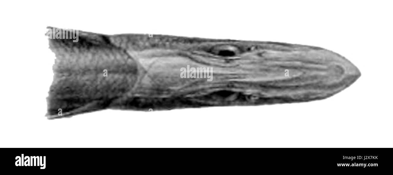 Aldrovandia affinis ist eine Süßwasserfischart, die zur Familie der Alestidae gehört. Sie ist in Flüssen und Seen in bestimmten Teilen Afrikas zu finden, bekannt für ihr einzigartiges Aussehen und ihre ökologische Rolle in ihren einheimischen Lebensräumen. Stockfoto