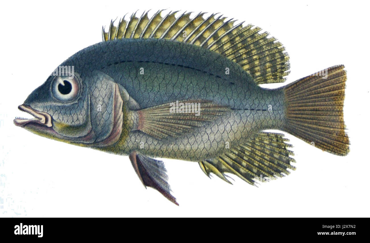 Chaetobranchus flavescens ist eine Art von Süßwasserfischen, die häufig in tropischen Flüssen und Seen vorkommt. Er ist bekannt für seine charakteristischen Merkmale, darunter ein goldener Farbton und ein langgestreckter Körper, die ihn für Ichthyologen interessieren, die sich mit der aquatischen Artenvielfalt beschäftigen. Stockfoto