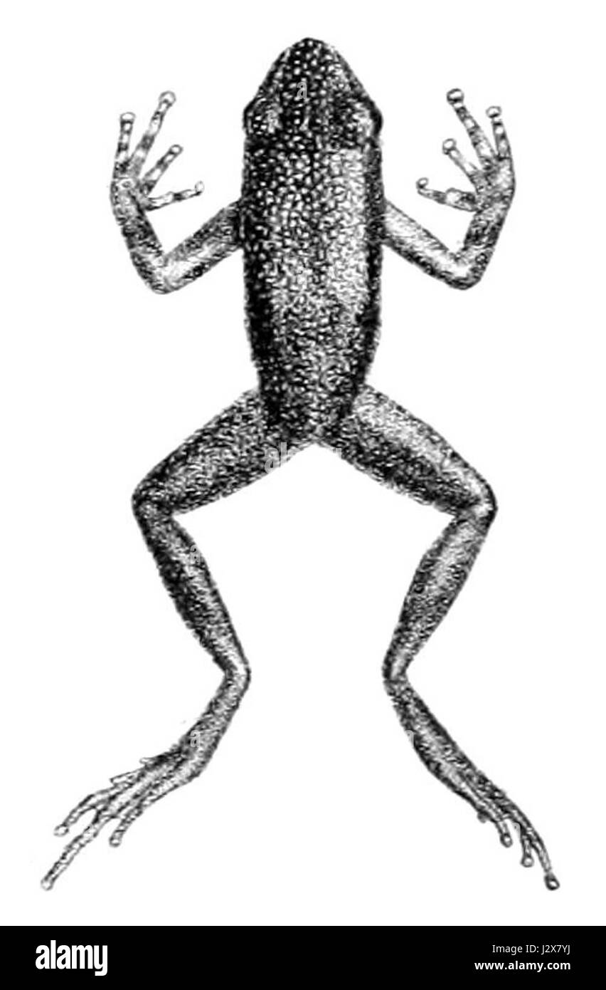 Ameerega parvula Stockfoto