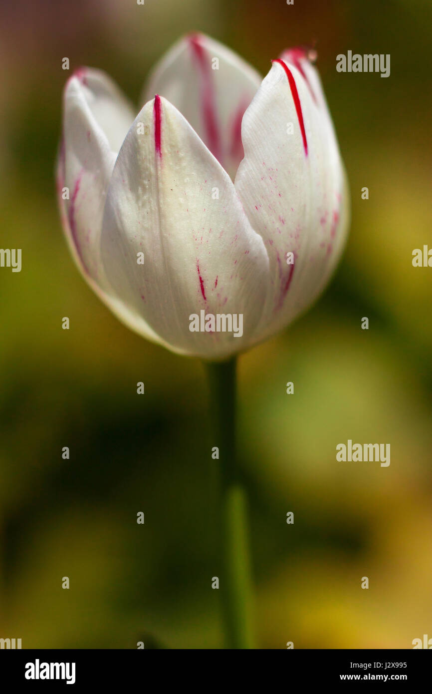 Vintage botanische Illustration einer Tulpe. Papagei Tulpe in Aquarell. florale Element isoliert auf weiss. EStella Rijnveld Arten von Tulpen Stockfoto