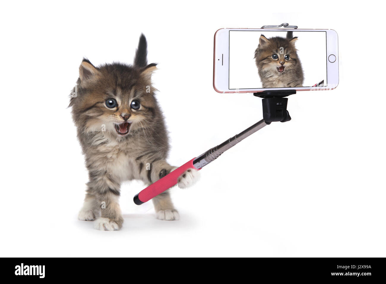 Lustige Katze seine eigene Aufnahme mit Selfie Stick Stockfoto