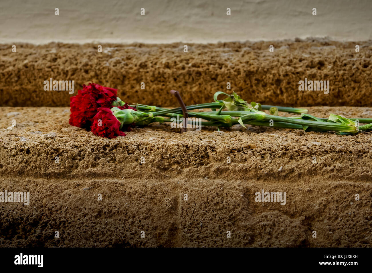 Ein leicht welken und verlassene rose liegend auf Sandstein-Stufen Stockfoto