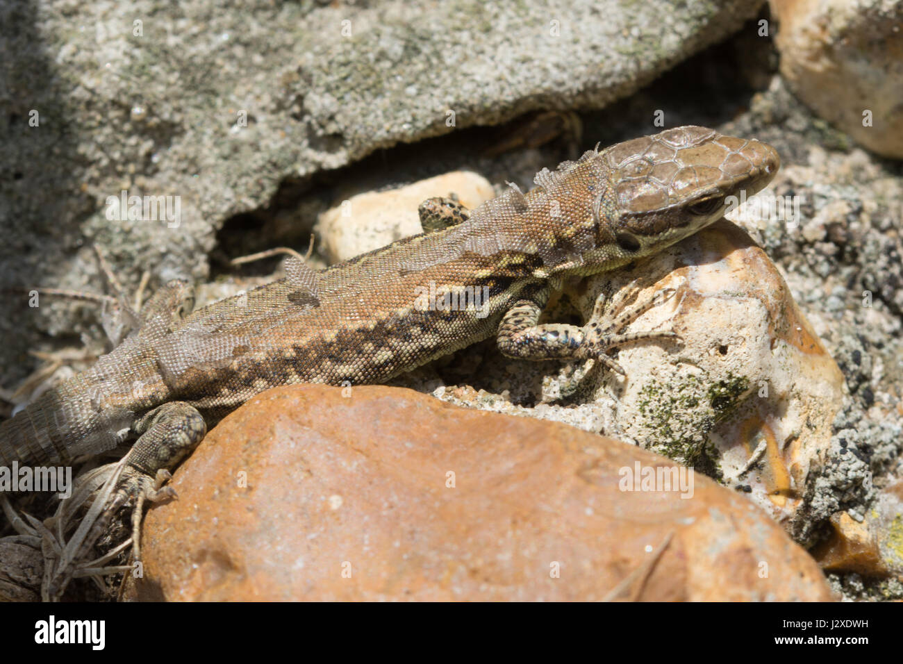 Mauereidechse (Podarcis Muralis), eine nicht-heimische Reptilienarten - Mitglied eine eingeführte Kolonie auf Boscombe Cliffs in Dorset, Großbritannien Stockfoto