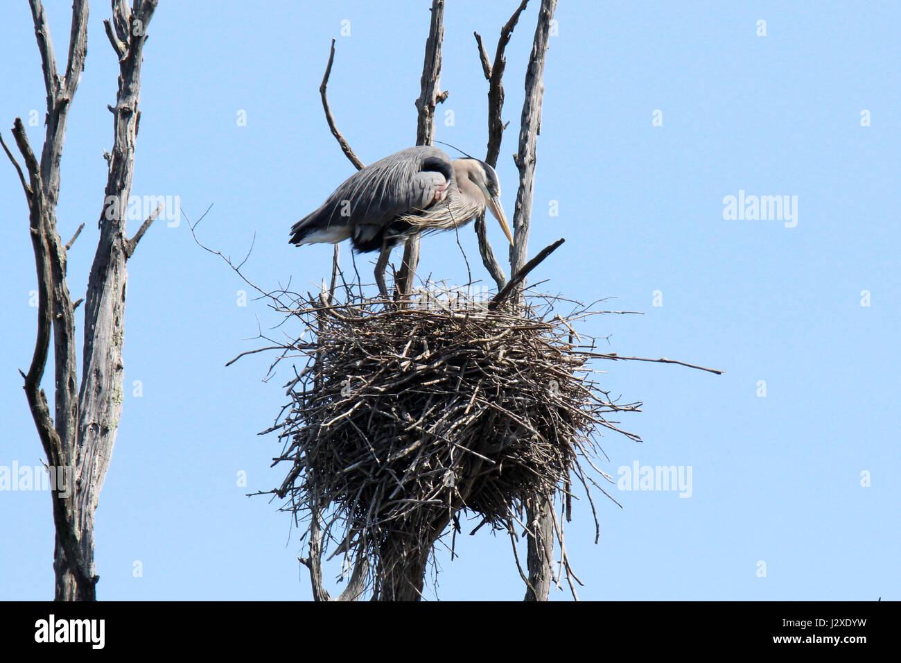Ein Great Blue Heron Ardea Heroidias aufs nest Stockfoto