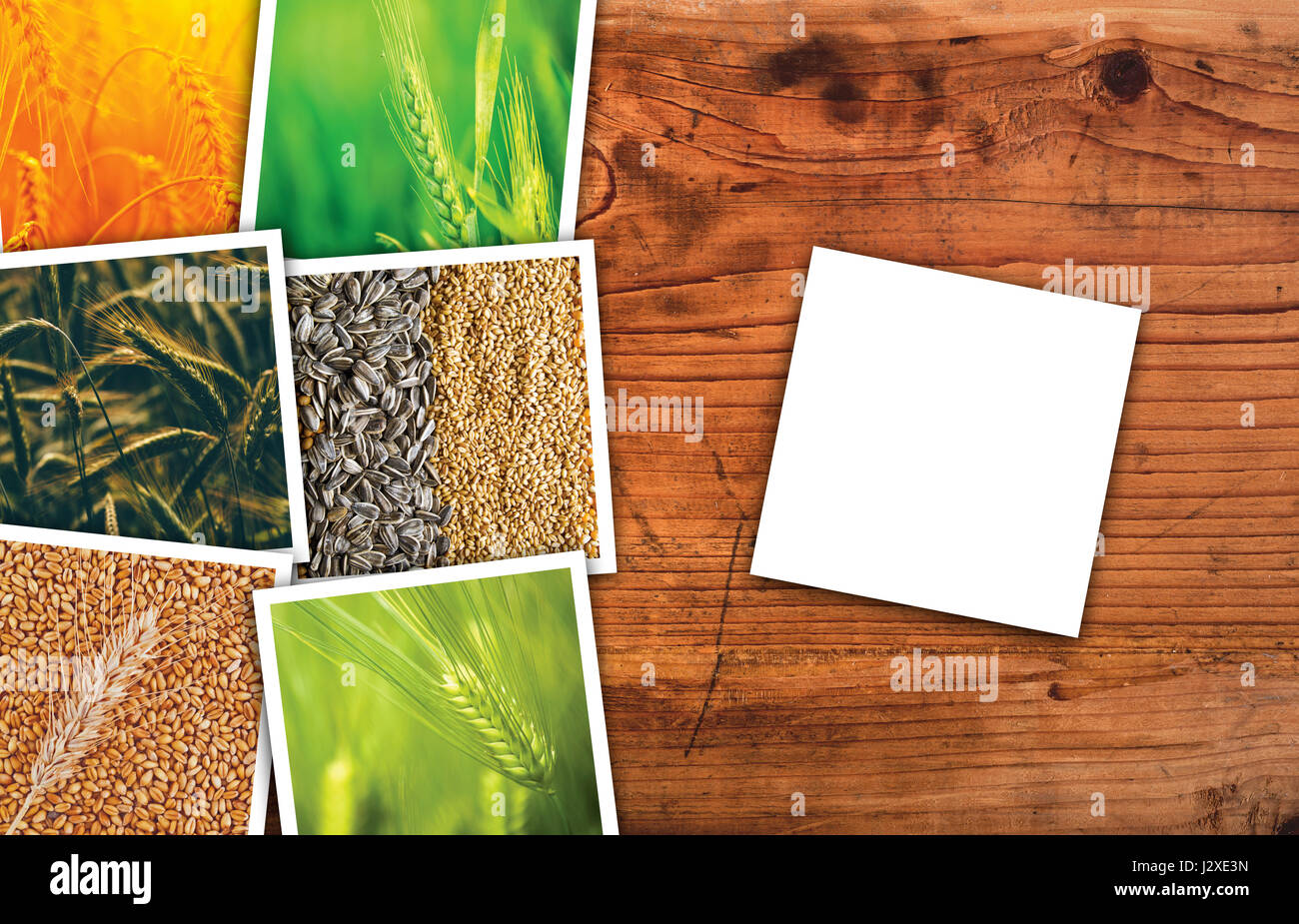 Landwirtschaft in Landwirtschaft-Foto-Collage, Sammlung von Fotos mit Wachstum und Ernte von Getreide Weizen Stockfoto