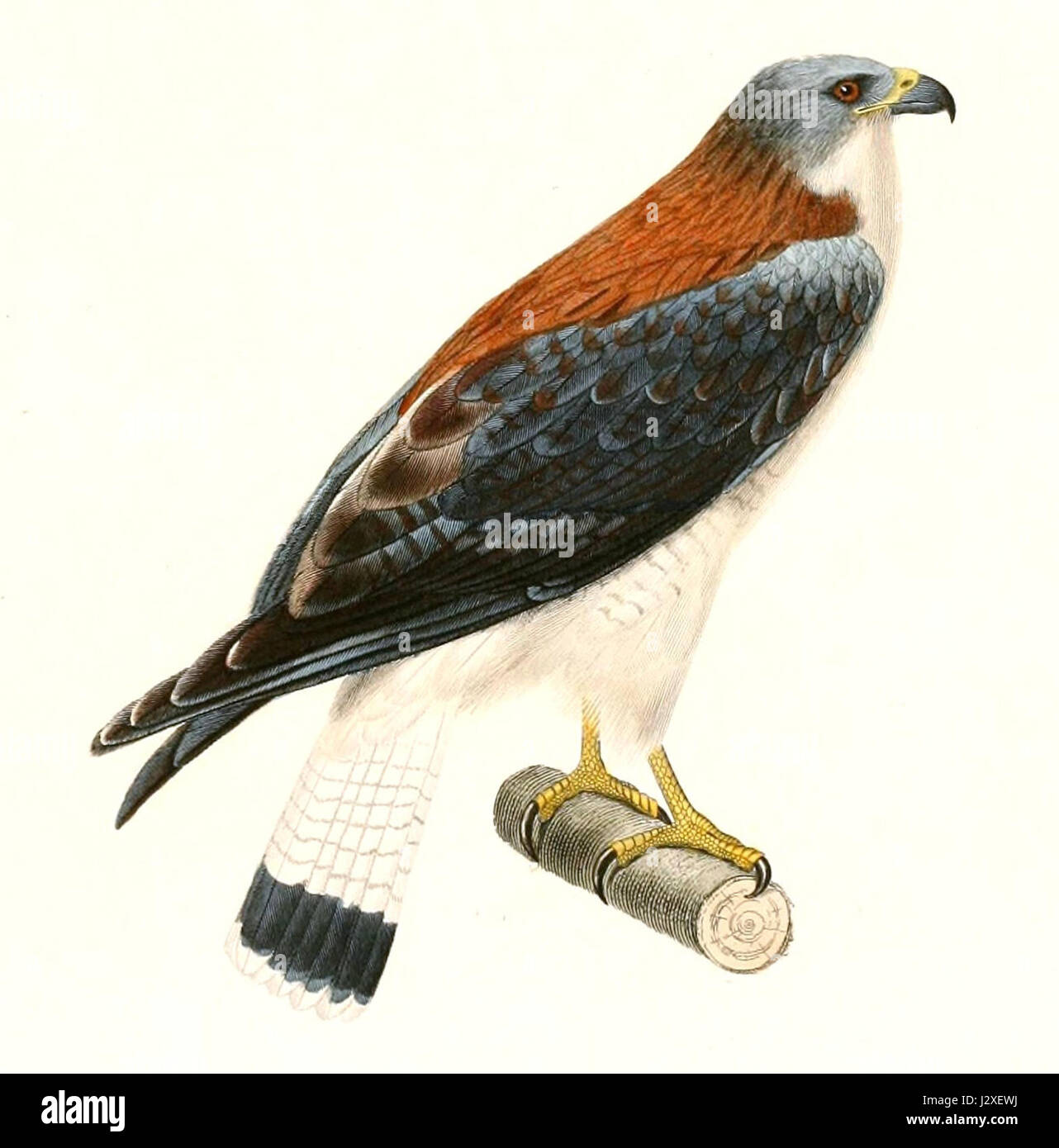 Buteo Polyosoma Polyosoma weibliche 1847 Stockfoto