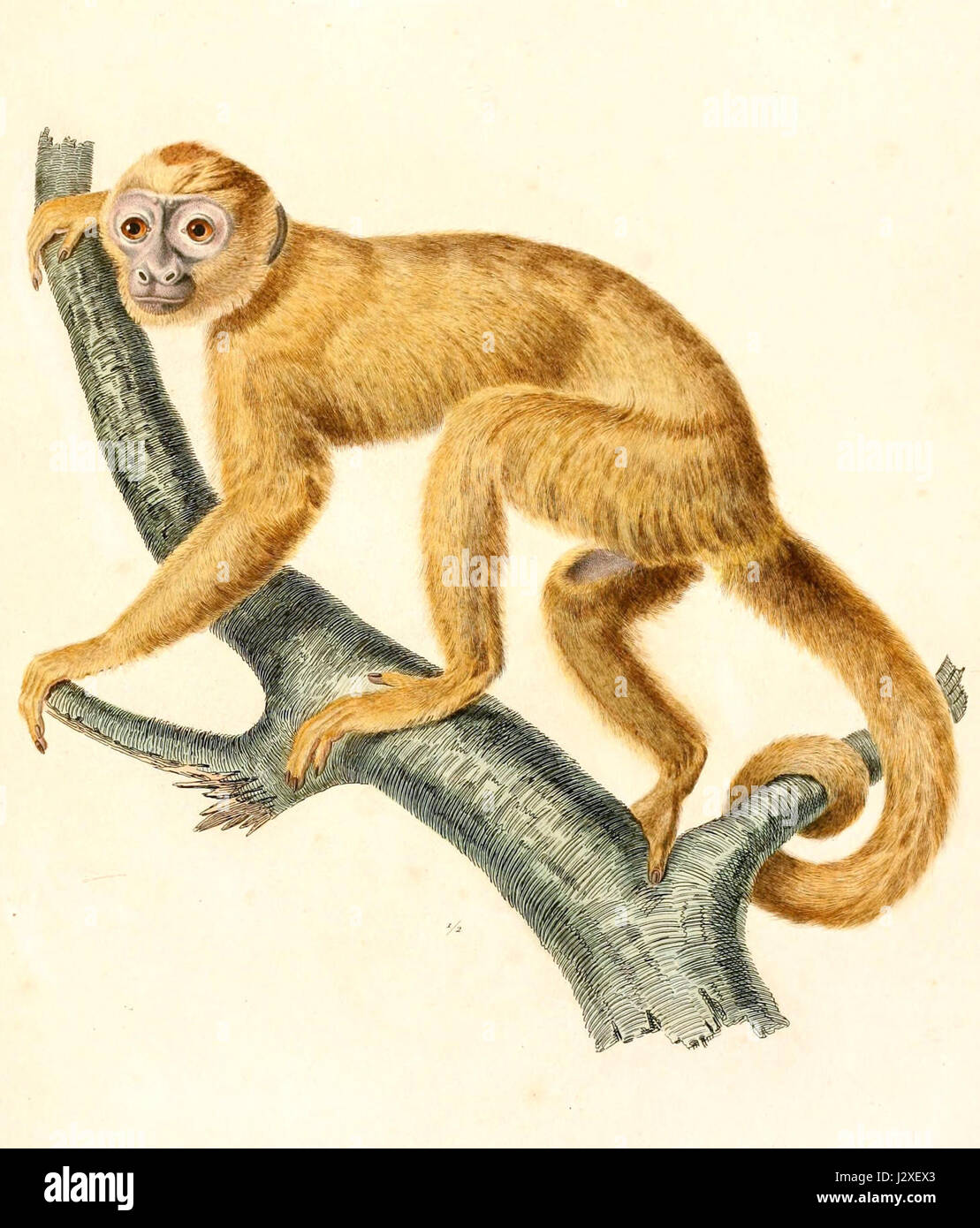 CeBus flavius wurde 1847 identifiziert und ist eine Art des Neuweltaffen. Bekannt für ihr unverwechselbares Aussehen, wurde die Art Mitte des 19. Jahrhunderts untersucht und dokumentiert, was zum Verständnis der Artenvielfalt von Primaten beitrug. Stockfoto