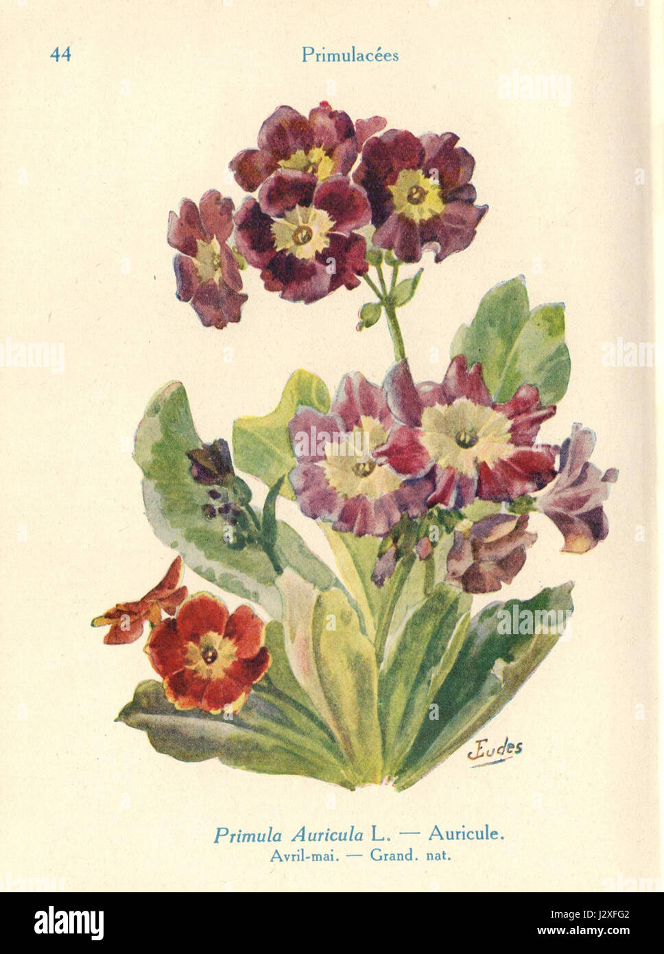 Die Illustration mit dem Titel „Auricule“ von J. Eudes zeigt eine detaillierte Darstellung des menschlichen Ohres und untersucht seine anatomischen Merkmale. Stockfoto