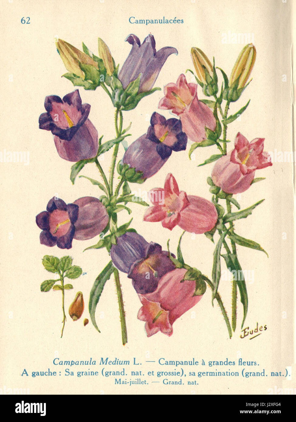 Campanules von J. Eudes ist ein botanisches Kunstwerk, das wahrscheinlich die Glockenblumenart (Campanula) darstellt und sich auf die detaillierte Darstellung der Form und Merkmale der Pflanze konzentriert. Stockfoto
