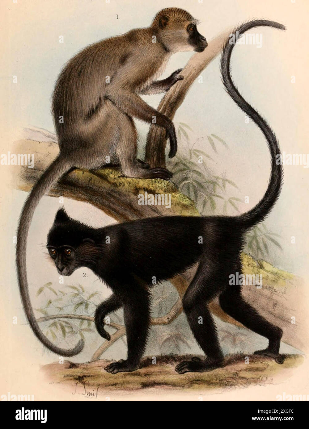 Cercocebus-SemnocebusSmit Stockfoto