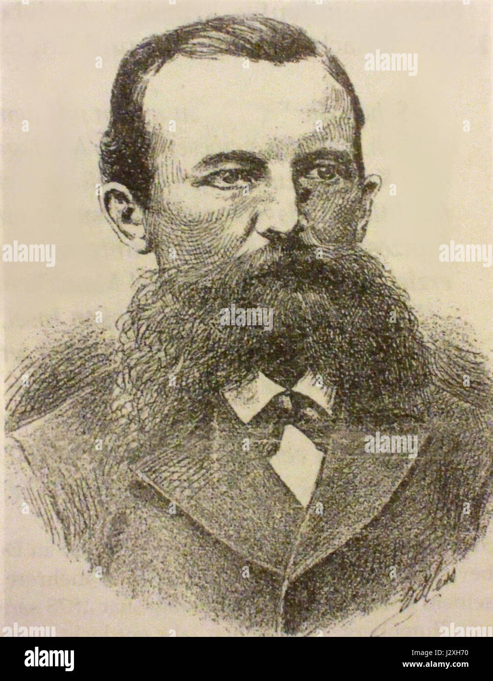 Audebert (2) Stockfoto