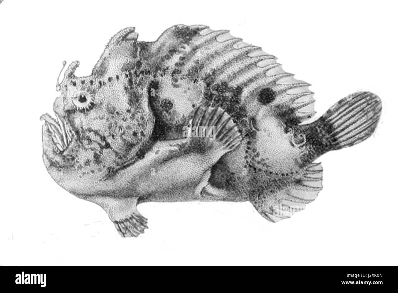 Antennatus nummifer Stockfoto