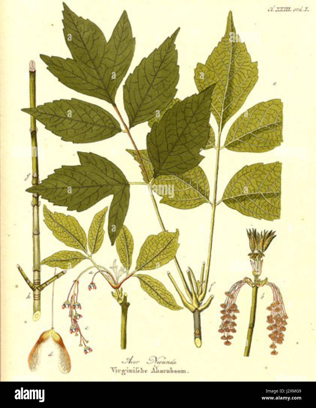 Acer negundo, auch bekannt als Boxelder, ist eine Ahornart, die in Nordamerika beheimatet ist. Diese Baumart ist bekannt für ihr schnelles Wachstum und ihre Anpassungsfähigkeit an verschiedene Klimata und Umgebungen. Stockfoto