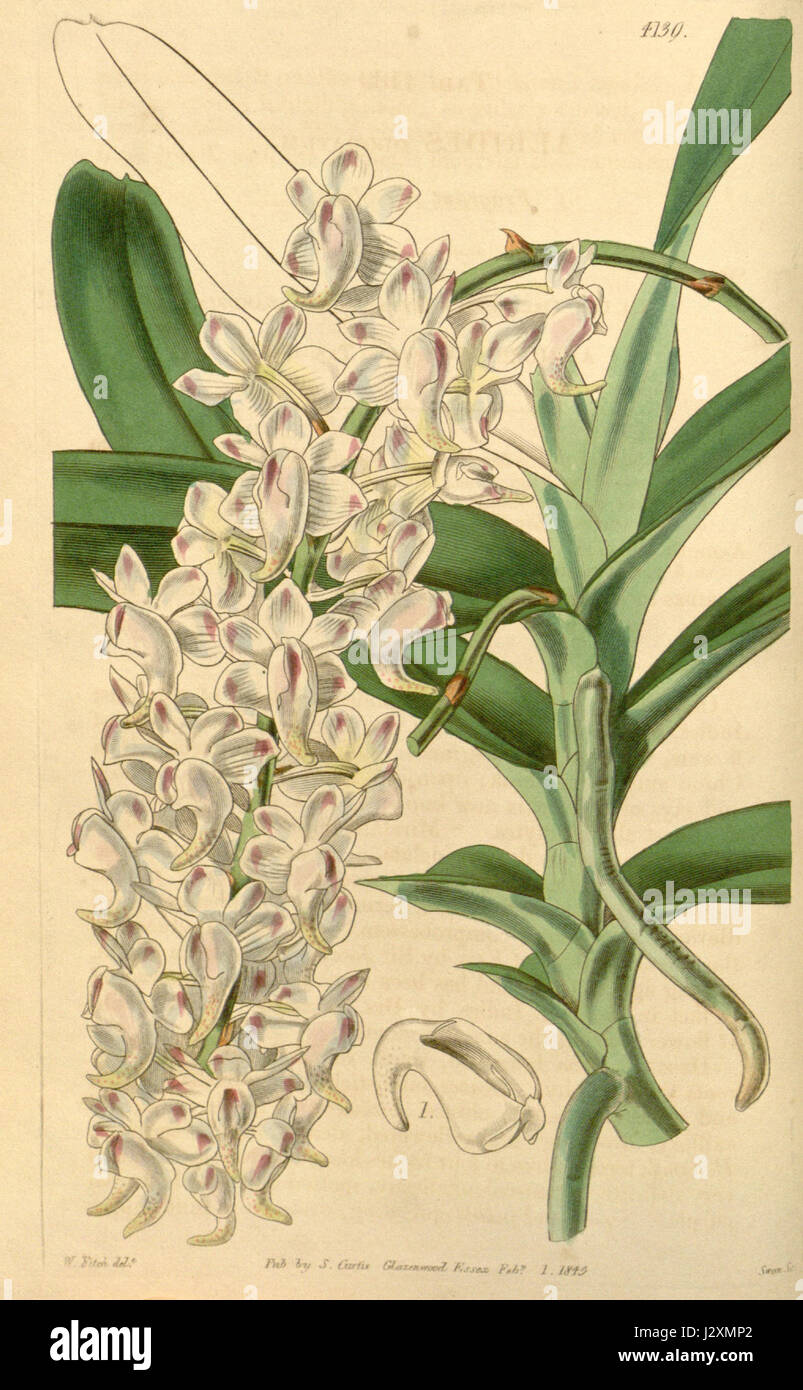 Diese botanische Illustration aus dem Botanical Magazine von Curtis zeigt *Aerides odorata*, eine Orchideenart, die für ihre duftenden Blüten bekannt ist. Die detaillierte Darstellung zeigt die markante Blumenstruktur der Pflanze. Stockfoto