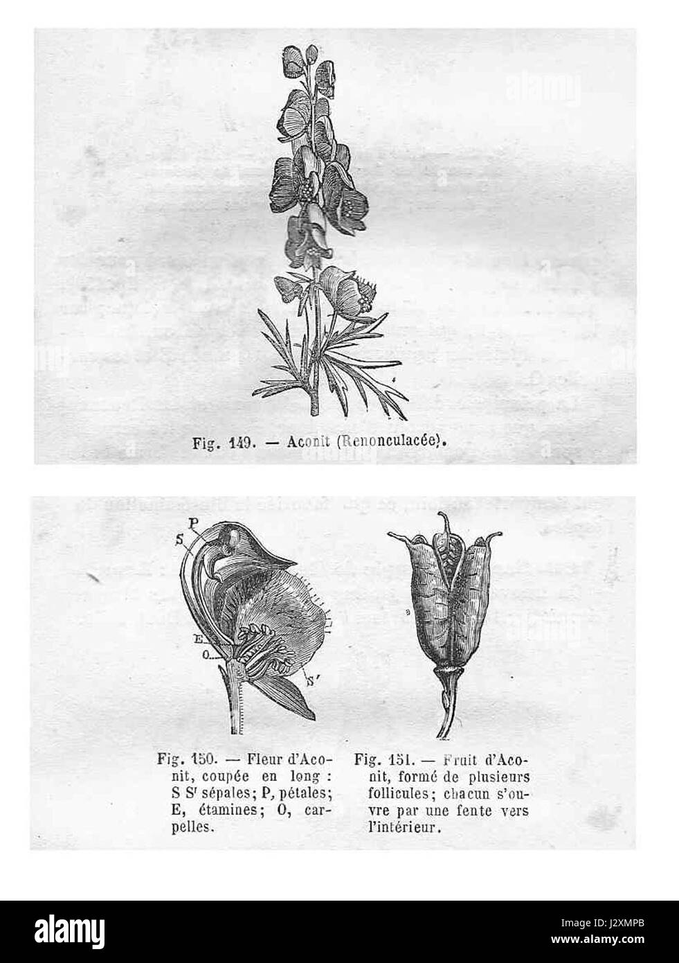 „Aconit“ bezieht sich auf die Gattung Aconitum, auch bekannt als Mäuseschuhe, eine Pflanze, die für ihre toxischen Eigenschaften bekannt ist. Das Bild zeigt seine Blüten und Früchte, die aufgrund ihrer Schönheit und Gefahr in den botanischen Studien von Interesse waren. Stockfoto