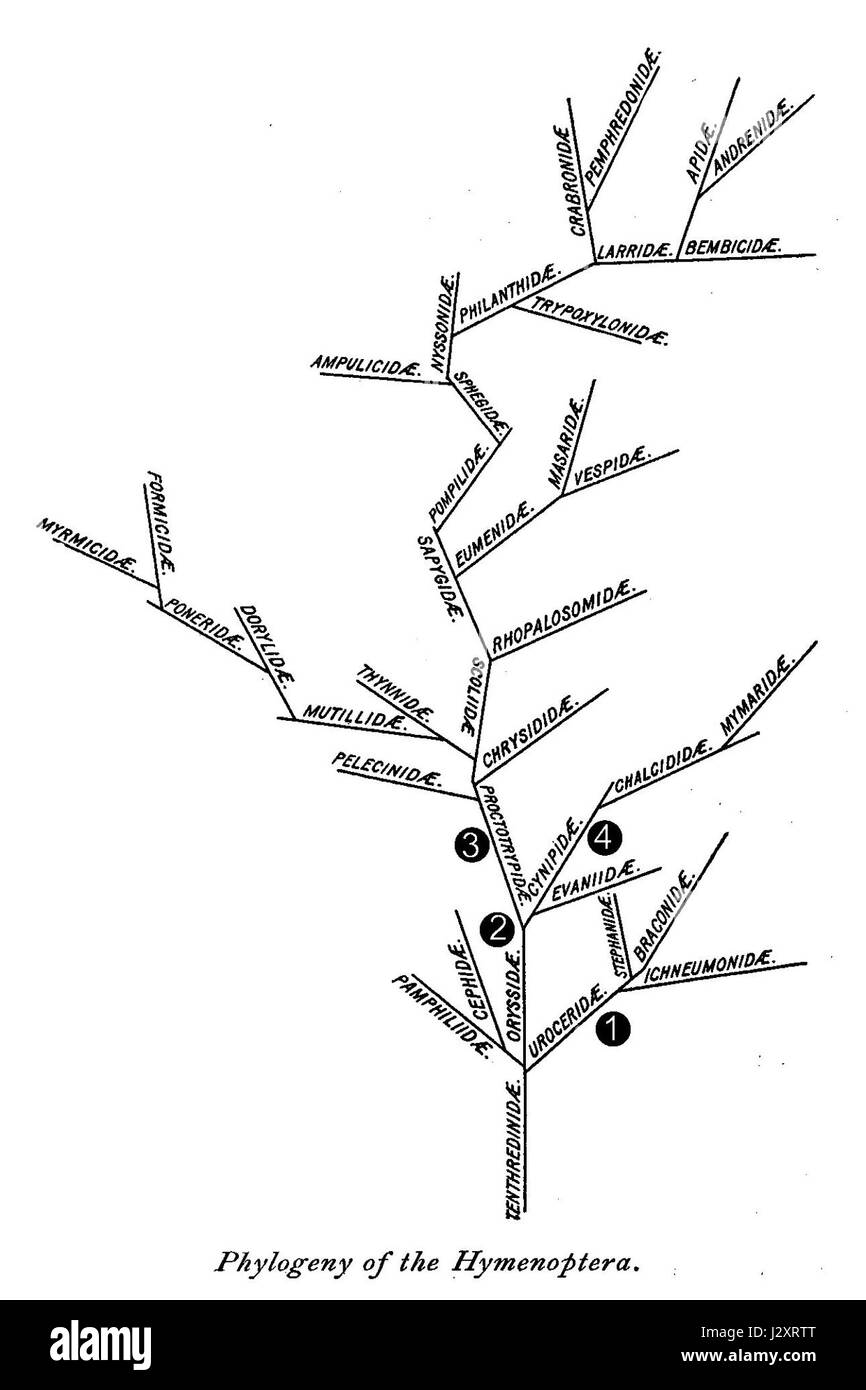 Ashmead - Phylogenie der Hymenopteren - 1896 Stockfoto