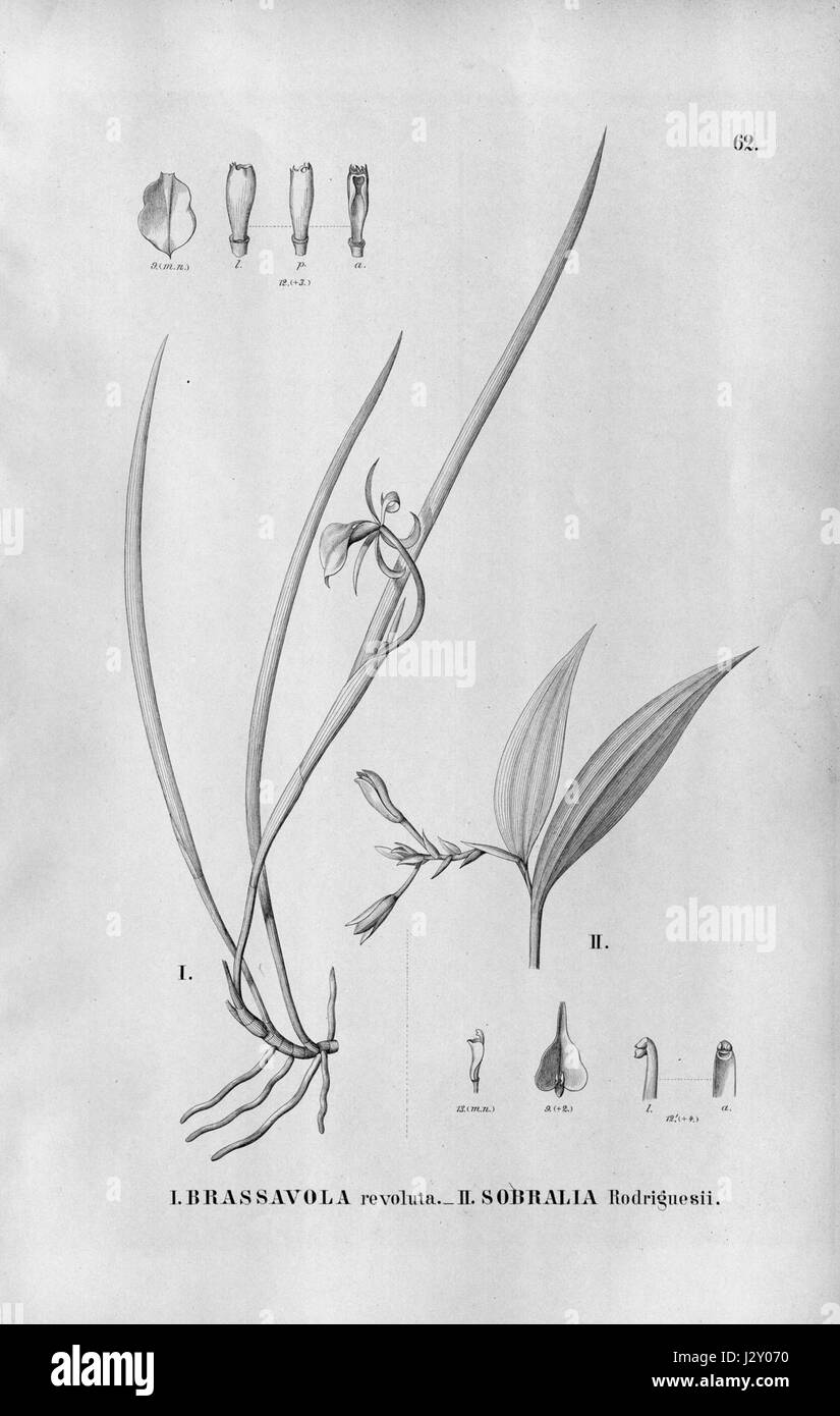 Die Abbildung zeigt Brassavola revoluta und Palmorchis sobralioides, früher bekannt als Sobralia rodriguesii. Das Kunstwerk erschien 1901 in Flora brasiliensis und wurde von Alfred Cogniaux geschaffen. Stockfoto