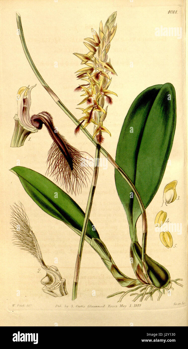 Diese botanische Illustration aus Curtis' 70 (1844) zeigt die Sorte Bulbophyllum saltatorium var. Calamarium, früher bekannt als Bulbophyllum calamarium. Das Bild zeigt die detaillierte Struktur dieser einzigartigen Orchideenart, die in tropischen Regionen beheimatet ist. Stockfoto