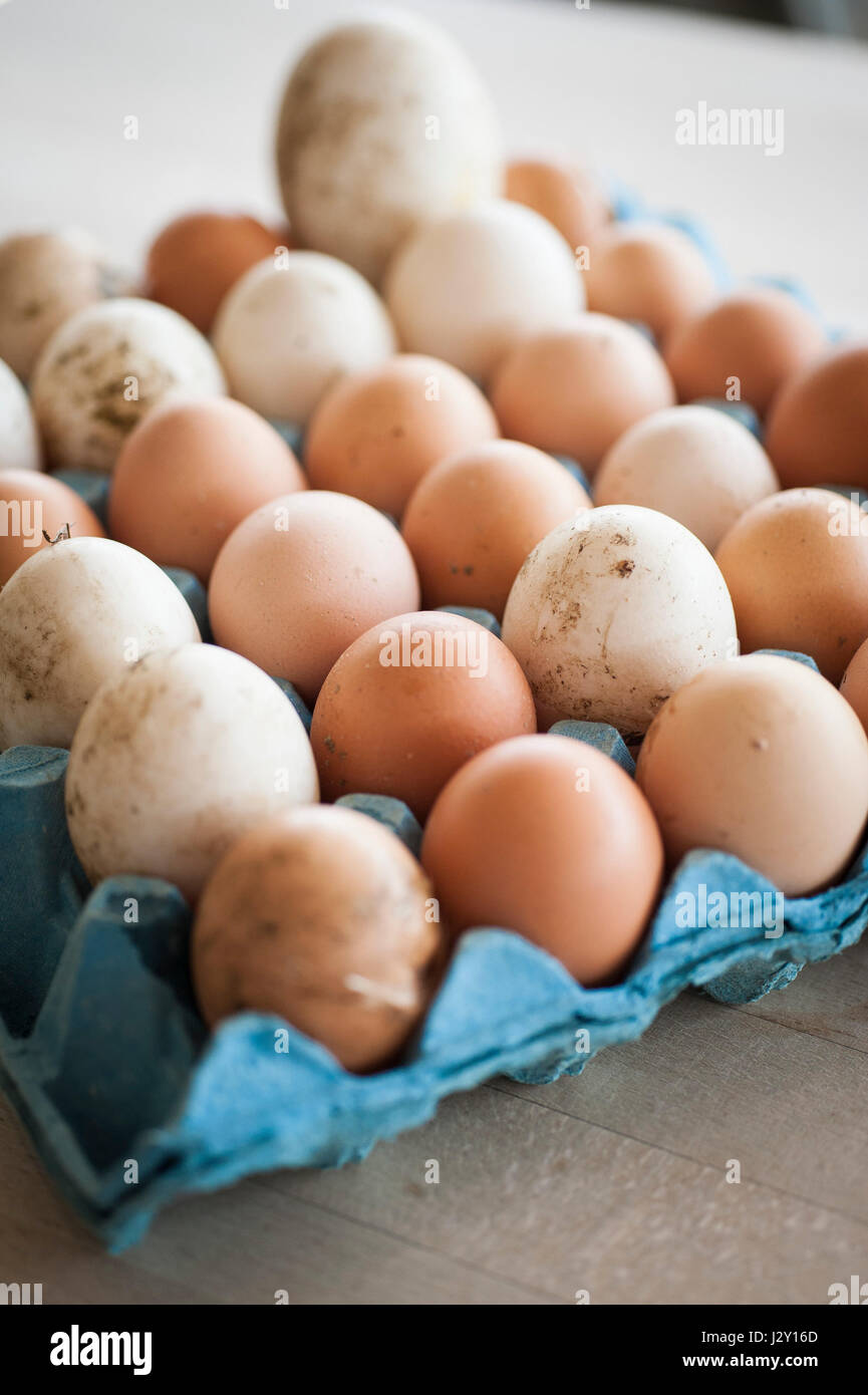 Ein Tablett mit sehr frischen ungewaschenen Eiern Schalen natürlichen Natur Quelle von Protein Freilandhaltung Eiern Bio Eierschale Eierschalen Stockfoto