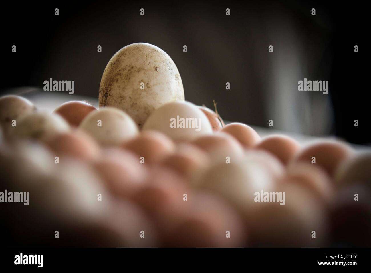 Ein frisches Ei der Gans unter ein Tablett mit Eiern große Schalen Hühnerei natürliche Natur Quelle von Protein Freilandhaltung Eiern Bio Eierschale Stockfoto