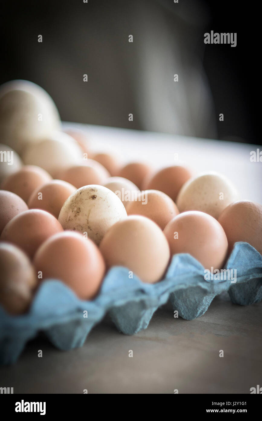 Ein Tablett mit sehr frischen ungewaschenen Eiern Schalen natürlichen Natur Quelle von Protein Freilandhaltung Eiern Bio Eierschale Eierschalen Stockfoto