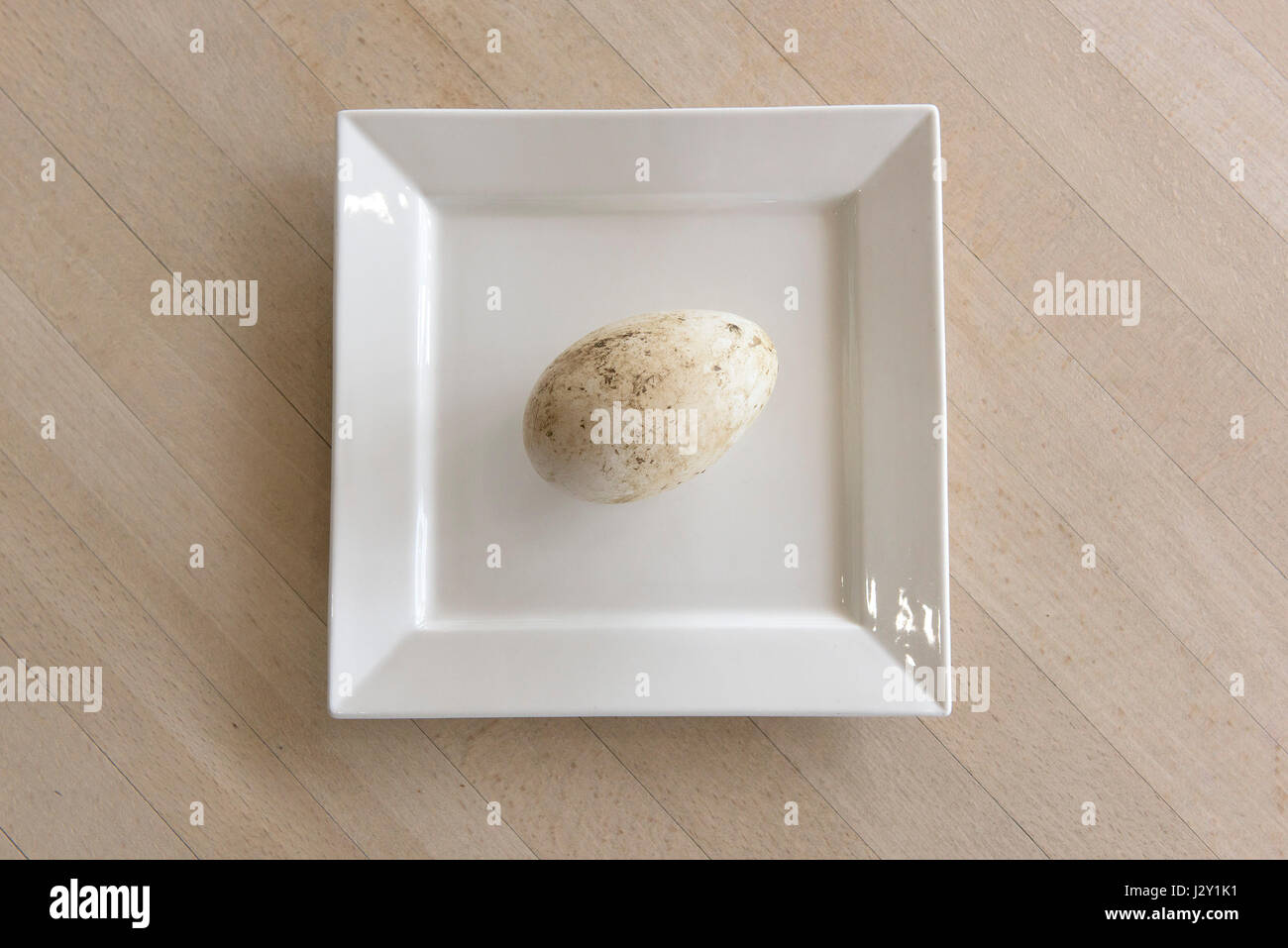 Eine sehr frische Gänseei auf einem Teller ungewaschenen großes Ei Shell natürliche Natur minimalistisch Bild Stockfoto