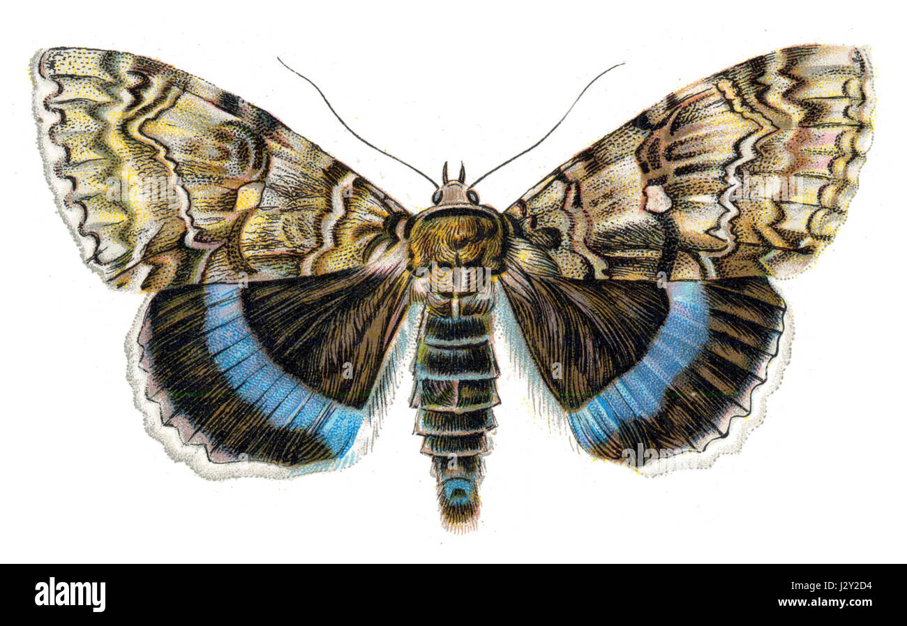 Catocala fraxini ist eine Art von Falter aus der Familie der Erebidae, die allgemein für ihr auffälliges Aussehen bekannt ist. Sie kommt typischerweise in Europa vor und ist Teil der größeren Gruppe von Falter, die für ihre bunten Flügel bekannt sind. Stockfoto