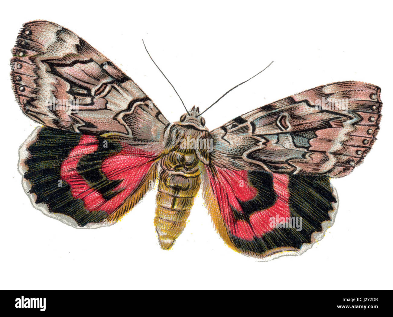 Catocala elocata ist eine Mottenart aus der Familie der Erebidae. Die Motte ist für ihr ausgeprägtes Aussehen bekannt und wird oft wegen ihrer Rolle als nächtlicher Bestäuber in Ökosystemen untersucht. Stockfoto