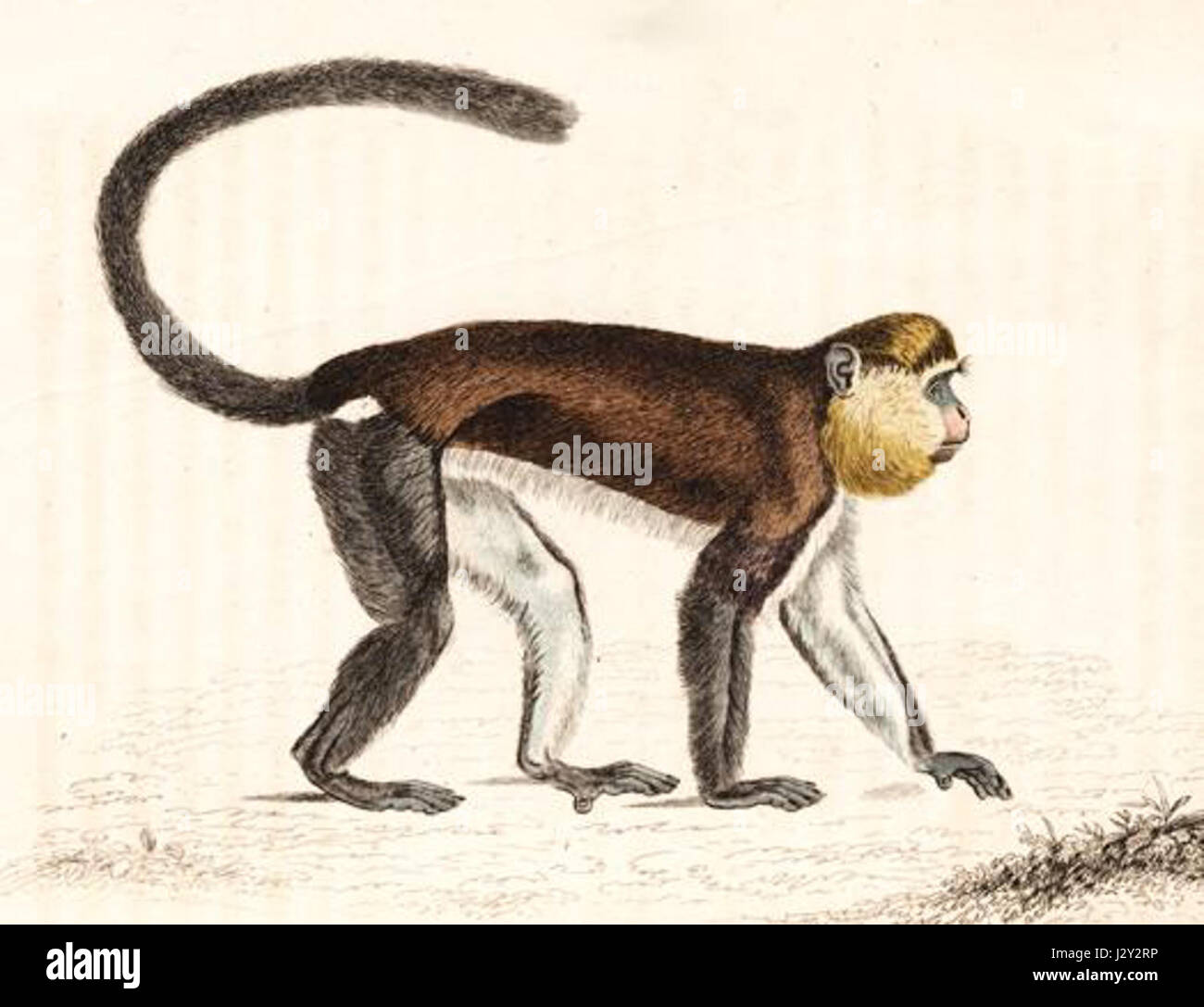 Cercopithecus mona Stockfoto