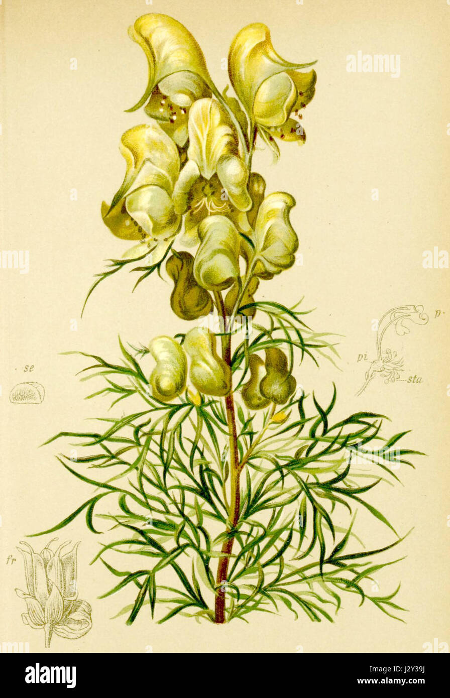 Aconitum anthora, auch bekannt als Alpenmaulkopf, ist eine in den Alpen heimische Pflanze. Sie ist bekannt für ihr auffälliges Aussehen und ihre giftigen Eigenschaften, die häufig in Höhenregionen vorkommen. Stockfoto