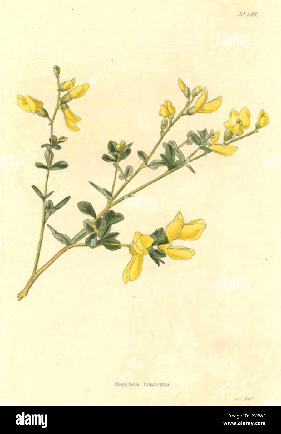 Ein botanischer Druck von Baptisia tinctoria, auch bekannt als wilde Indigo, aus Conrad Loddiges' Sammlung von 1822. Das Bild zeigt die charakteristischen Merkmale der plantâ, darunter Blumen und Laub. Stockfoto