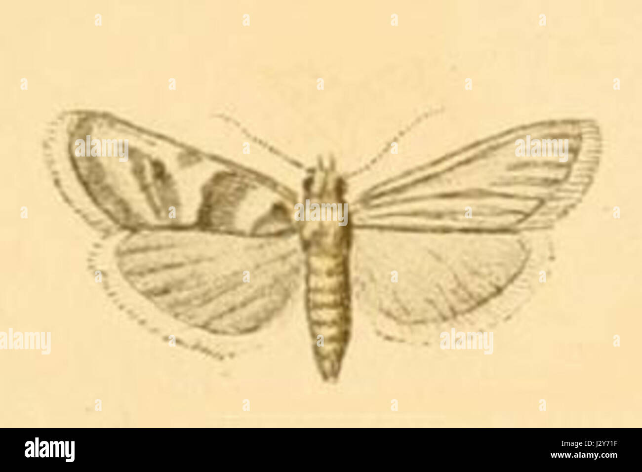Bazaria sieversi ist eine Art von Pflanzen oder Organismus, die möglicherweise in botanischen Studien oder wissenschaftlichen Klassifizierungen der Flora referenziert wird. Stockfoto