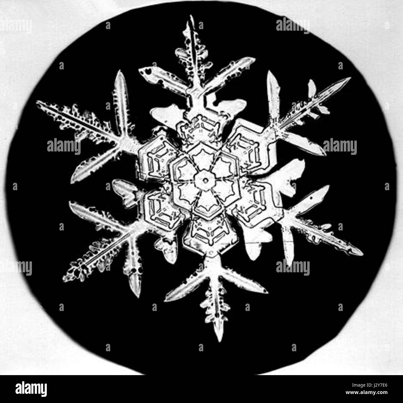 Bentley Snowflake4 Stockfoto