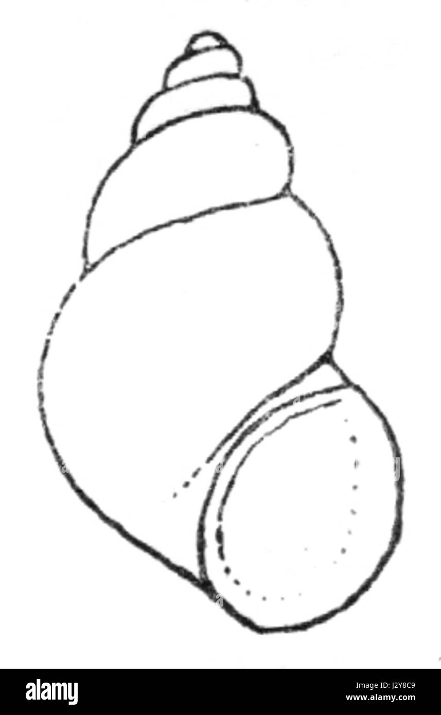 Bithynien Tentaculata zeichnen Stockfoto
