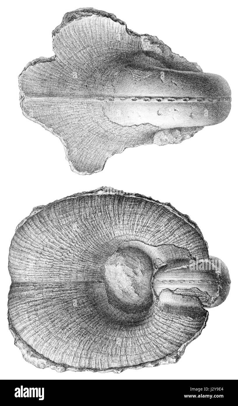 Boiotremus longitudinalis ist eine Käferart aus der Familie der Cerambycidae, die für ihren langen, schmalen Körper und ihre charakteristischen Markierungen bekannt ist. Sie kommt in verschiedenen Teilen der Welt vor, vor allem in Waldgebieten, wo sie sich von Holz und Vegetation ernährt. Stockfoto