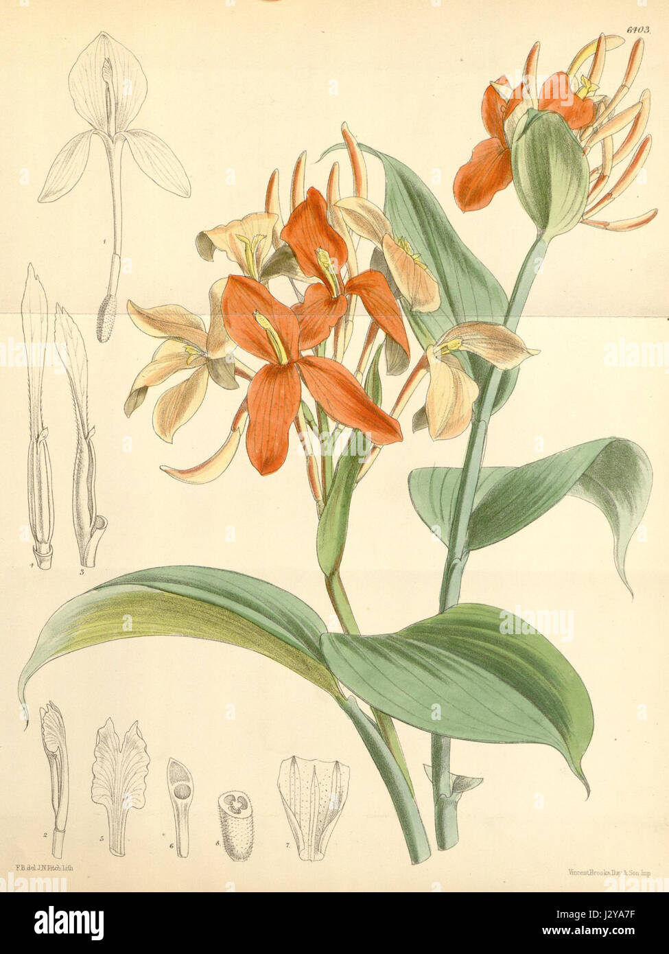 Diese botanische Illustration von Burbidgea nitida aus Curtis Botanical Magazine aus dem Jahr 1879 zeigt die detaillierten Merkmale der Pflanze. Es ist ein Beitrag zu den botanischen Studien und zur Pflanzenidentifizierung des 19. Jahrhunderts. Stockfoto