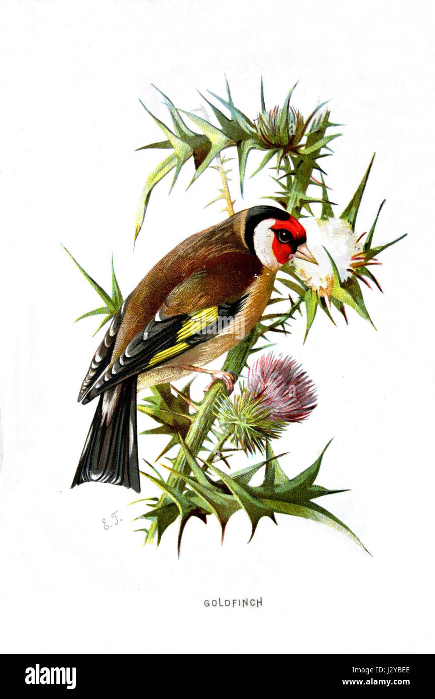 Zuchtjahr carduelis01 Stockfoto