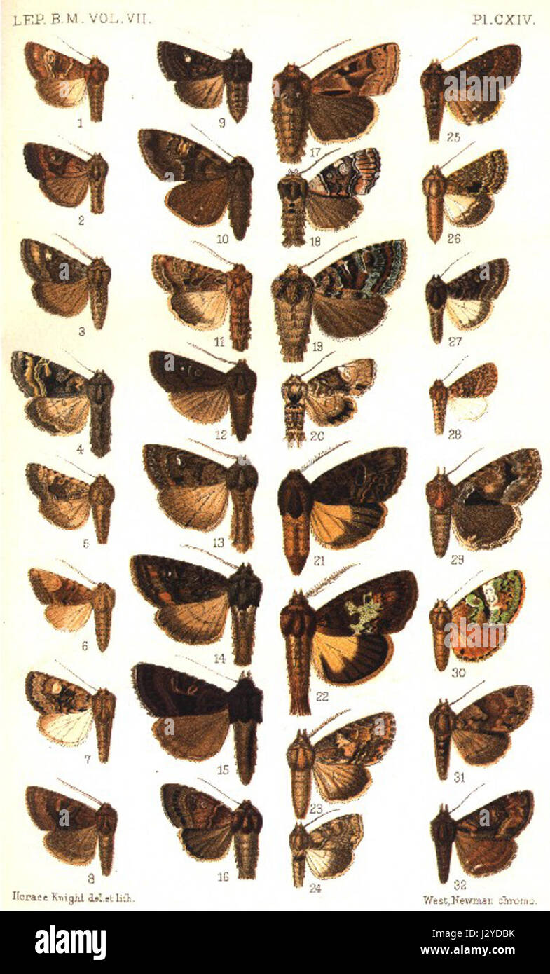 Das Catalogue-BM-Plate CXIV ist Teil einer Sammlung katalogisierter Gegenstände aus dem British Museum. Es enthält detaillierte Informationen und Bilder von Artefakten oder Kunstwerken, die für die Geschichte und Kultur von Bedeutung sind. Stockfoto