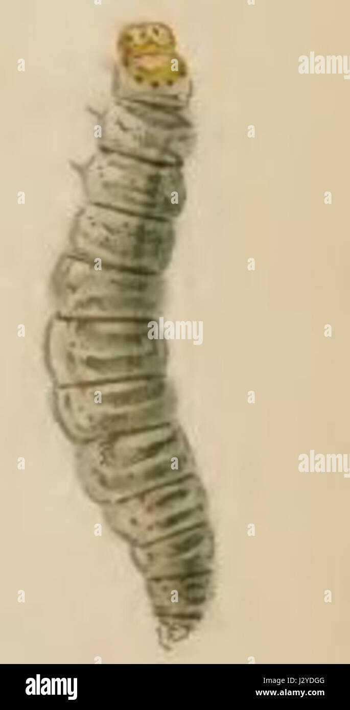 Die Larve von Calybites phasianipennella ist das Frühstadium einer Mottenart. Dieses Insekt, ein Mitglied der Familie der Gelechiidae, kommt in verschiedenen Regionen vor. Die Larve ist typischerweise mit Pflanzenmaterial assoziiert und spielt eine Rolle im Ökosystem als Teil des Lebenszyklus der Falter. Stockfoto