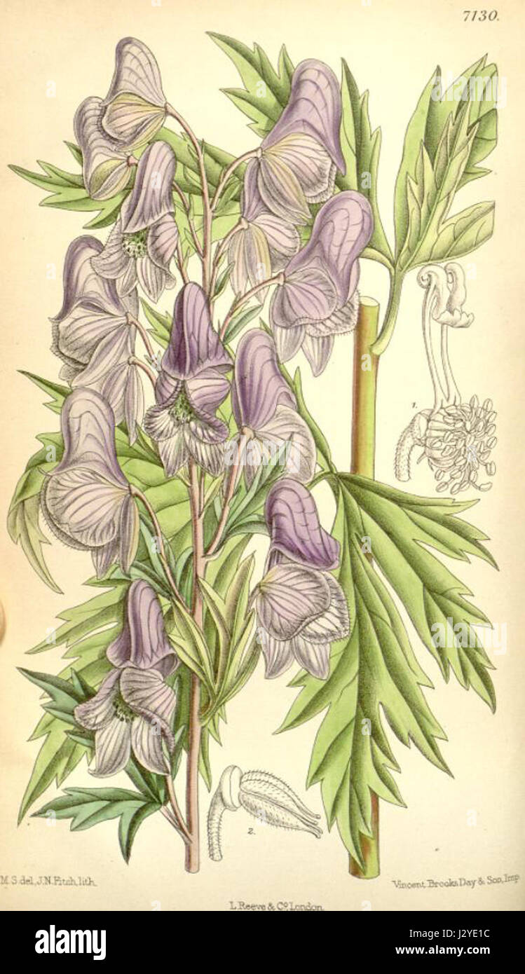Aconitum fischeri, auch bekannt als Fischerâ-Monkshood, ist eine blühende Pflanzenart aus der Familie der Ranunculaceae. In Asien beheimatet, ist es für seine toxischen Eigenschaften bekannt, die oft in der traditionellen Medizin verwendet werden, aber aufgrund seiner giftigen Natur Vorsicht erfordern. Stockfoto