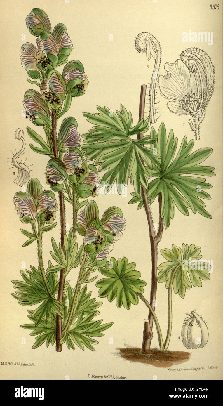 Aconitum Rotundifolium 140-8575 Stockfoto