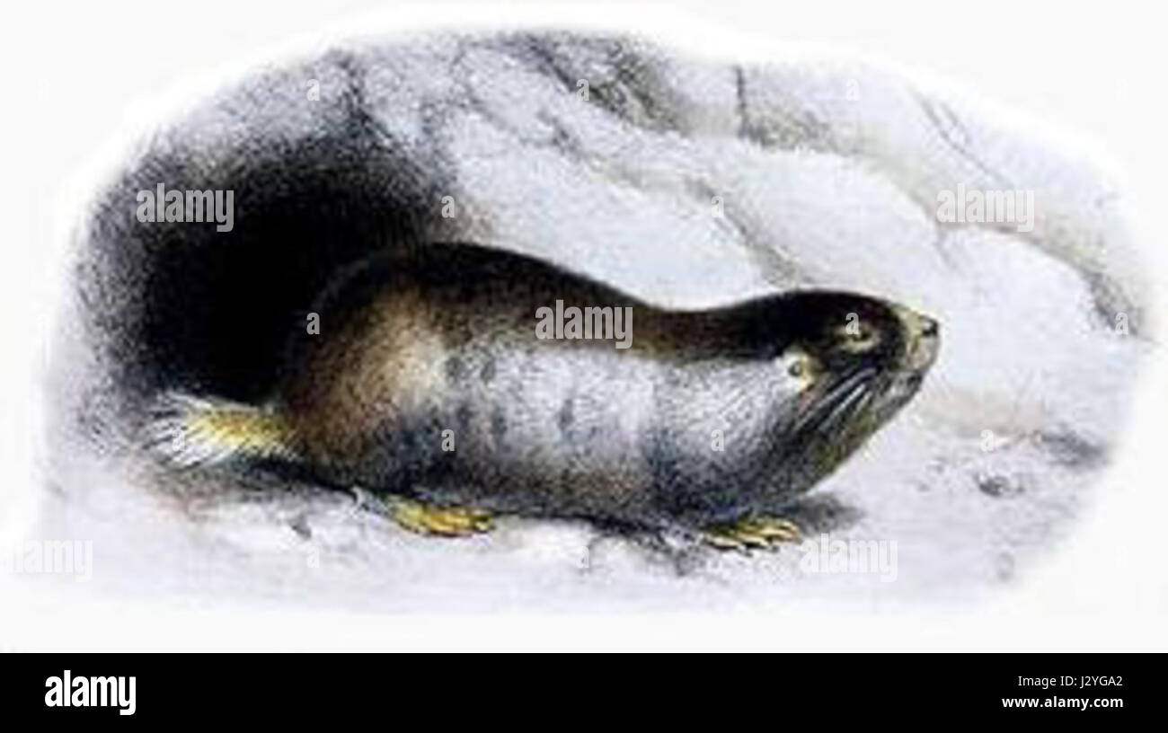 Bathyergus janetta, auch bekannt als Cape Golden Mole, ist ein kleines Säugetier aus Südafrika. Diese Art ist bekannt für ihre Grabfähigkeiten, indem sie ihre starken Vorderbeine verwendet, um sich auf der Suche nach Nahrung in den Boden zu graben. Stockfoto