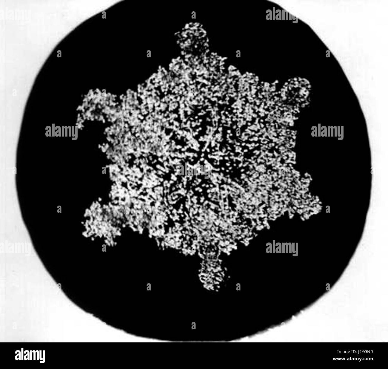 Bentley Snowflake21 Stockfoto