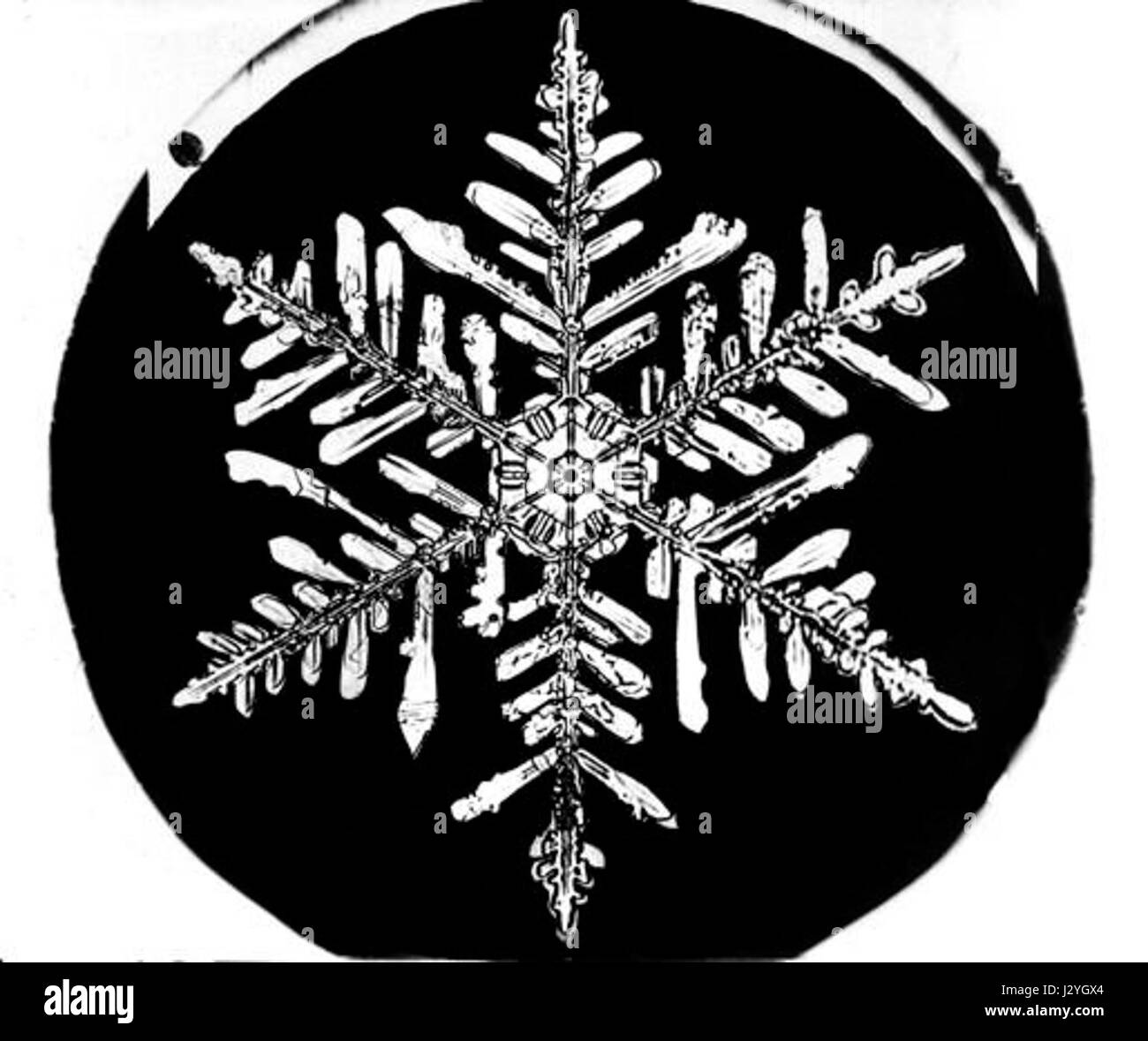 Bentley Snowflake13 Stockfoto