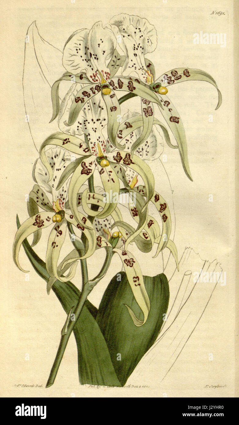 Brassia maculata ist eine Orchideenart, die 1691 in Curtis' Botanical Magazine veröffentlicht wurde und auf Platte 41 dokumentiert ist. Diese Orchidee ist bekannt für ihre charakteristischen gefleckten Blütenblätter und wird für ihr einzigartiges Aussehen und ihre historische Bedeutung in den botanischen Studien bewundert. Stockfoto